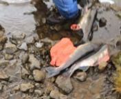 Pink salmon catch, Adak, Alaska from pink adak