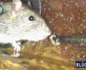 Danske Kloakmestre har lavet denne video om, hvordan boligen sikres mod rotter. Rotter er en af de største udfordringer for det danske kloaknet. Rotterne gnaver sig ind i kloakker, bygger reder og får unger. Her lever de godt og sikkert og spreder ødelæggelse ved at gnave. Hvis de kommer ind i boligen, spreder de bakterier og sygdomme. En sikker måde at holde rotterne ude er ved at anvende rottesikre rør i rustfrit stål. Med plastik- og betonrør er der en risiko for, at rotterne gnaver s