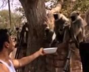 Salman Khan Fun With Monkey - On Set Of Bajrangi Bhajaan from hindi flim
