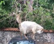 Goats standing on the roof of a car to reach a tree at Moni Limonas, Lesvos.nnPerhaps it is better to have a hot car!