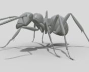 ANT WALKCYCLE MAYA 3D from maya ant