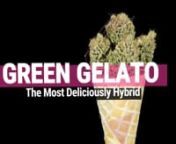 This Green Gelato video highlights the features of this sweet, flavoursome, and potent example of premium contemporary cannabis breeding by Royal Queen Seeds. nnOur customers are guaranteed the best of the best when it comes to innovative marijuana development, and Green Gelato is no exception. Come see at Royal Queen Seeds.nnRoyal Queen Seeds blog will help you to be aware of all the latest Cannabis News, growing articles, marijuana events, receipts and much more information related to Marijuan