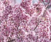 Get 100&#39;s of FREE Video Templates, Music, Footage and More at Motion Array: http://bit.ly/2SITwWM nnnGet this here: https://motionarray.com/stock-video/pink-sakura-186517nnThe Pink Sakura stock video is a beautiful close-up shot of a bunch of pink cherry blossom flowers moving to the song of the wind outdoors. This 3840x2160 (4K) footage will look gorgeous in any video project that has to do with nature. Download this clip today, and add it to your next ad, movie, or YouTube video. Blow away you