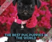 Adorable Waaba Pugs puppies &amp; dogs for sale available at very reasonable rates call us now (612-361-1109) or E-mail: info@waabapugs.com