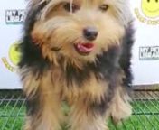 Yorkshire Terrier Puppy (Male) For Sale 1 from sale male