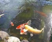 In that Pond most of the Koi are breed by Sakai Fish Farm. Two of the Koi are breed by Omosako Koi Farm.nAlso in that Pond fishes from Hiroi and two fishes from Hosokai