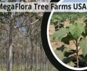 https://bioeconomysolutions.com/megaflora-tree-farms/ 843.305.4777 A megaflora tree fast growing, high-yield, non-invasive, non-GMO hybrid Paulownia tree that makes planet Earth a better place to live for all forms of life. The MegaFlora tree is a trans-genera clone; it is not a genetically modified organism (GMO). As is the case with all trans-genera clones (example:peach x apricot = sterile nectarine), it is seed-sterile and therefore non-invasive.nnTHE MAN BEHIND THE MEGAFLORA TREEnDr. Ray Al