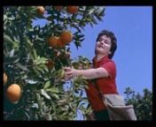 Documentary &#124; 2009 &#124; 88 min &#124; color &#124; 16:9 &#124; Subtitles: EN/FR/IT/SP/GER/ARB/HEB/TURnnJaffa, the orange’s clockwork narrates the visual history of the famous citrus fruit originated from Palestine and known worldwide for centuries as