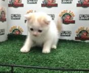Cream White & Orange Scottish Fold Kitten (Male) For Sale 2 from sale male