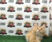 Orange White Maine Coon Kitten (Male) For Sale 3 from sale male