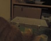 Sorry about the bad quality of this video. I got a Djungarian hamster yesterday and I haven&#39;t been able to get a good video out of her yet. My cat and my bunny were curious too. :D