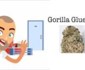 This strain review is about the Gorilla Glue #4! THC level, yield, height, grow difficulty and more are discussed.nnFull article: http://www.ilovegrowingmarijuana.com/gorilla-glue-4/nnDownload my free expert Marijuana Grow Bible here: http://www.ilovegrowingmarijuana.com/marijuana-grow-biblennDon&#39;t forget to follow us on:nInstagram:https://www.instagram.com/ilovegrowingmarijuana/nFacebook: https://www.facebook.com/ilovegrowing/nTwitter: https://twitter.com/ilove_marijuana/
