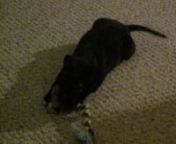 joban&#39;s interweb debut -- playing in the floor. watch out, there is a ferocious bark at the end. might scare the kids.