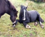 I happened to go out into the field when they were all chilled out and either lying down or soon to lie down.Billy was rather manically licking Dandy&#39;s foot / fetlock.I&#39;ve no idea why - it&#39;s a total mystery to me.I was in a bit of a panic that there was something wrong with Dandy, but there wasn&#39;t - he got up and all was normal.