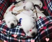 http://noblelabradors.com/contact-us - Noble Labradors is the best place to buy original Labrador breed for your kids. We make your pet selection simple by having wide variety of English Labrador Puppies at affordable prices. For more information call us 909-815-0878.