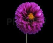 Get 100&#39;s of FREE Video Templates, Music, Footage and More at Motion Array: https://www.bit.ly/2UymF81nGet this here: https://motionarray.com/stock-video/purple-dahlia-flower-withering-68499nnThis stock video shows a beautiful Purple Dahlia flower withering to an unpleasant dark tone. It is a time-lapse video that was shot on an isolated black background to ensure the camera captured all the tiny details of this remarkable natural occurrence. The clip shows the glittering purple petals shrinking