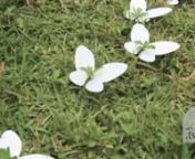 http://www.scmp.com/video/hong-kong/2059206/nepalese-artist-milan-rai-uses-white-butterflies-honour-dead-gurkha-soldiersnnNepalese artist Milan Rai uses white butterflies to honour dead Gurkha soldiersnLea Li January 4, 2017nMilan Rai, artist and child of a Gurkha, brought his artwork to Hong Kong to honour dead Nepalese soldiers.nnHe said his pure white butterflies have multiple symbolic meanings and are open to everyone to imbue them with any colours they desire.nnThe event took place during t