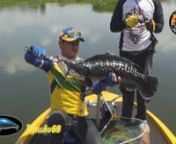 Movie Trailers BlogSpot: http://channelmovietrailers.blogspot.com/nnGiant SnakeHead Bite 🎣 Fishing in ThailandnnMore Videos: http://bit.ly/2ibdRlwn__nThe giant snakehead or giant mudfish (Channa micropeltes) is among the largest species in the family Channidae, capable of growing to 1.3 m (4.3 ft) in length and a weight of 20 kg (44 lb). It is native to the fresh waters of Southeast Asia (south Indian populations are now regarded as a separate species, C. diplogramma), but has also been intro