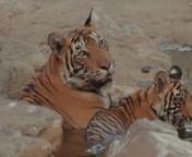 Female Bengal tiger (Panthera tigris tigris) with cub cooling down in waterhole, Ranthambore National Park, Rajasthan, India. 2016.n(c) Sandesh Kadur / naturepl.com