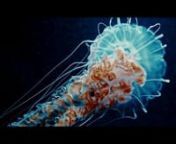 Can watch at these ocean creatures endlessly. It&#39;s like a live cosmos, unbelievable smooth moves, eternity and meditation. No single VFX used, this is magical nature.nnRig: HandsnnMagic Lantern RAW 14bit video.nnGraded in Davinci Resolve Lite.nnMusic by Astropılot https://altar.bandcamp.com/track/gravity-freennPoem by Dante Gabriel Rossetti 1869.nnFollow me on facebook.com/alexaafilmnnEndless Gravity in Hollywood blockbuster: http://www.digitalartsonline.co.uk/features/motion-graphics/deep-dive