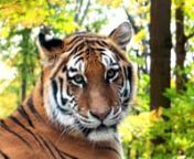 Amur Tiger Zeya from tiger
