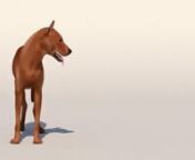 Hey guys, here&#39;s the dog animation which I recently worked on to understand the quadruped locomotion.nnVideo reference by: CAW contestnRig by: Truong CG ArtistnThanks to my amazing mentor: Marco FogliannFeedbacks are most welcome!