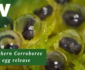 Watch the life cycle of a Northern Corroboree Frog and the release of eggs into the wild.nnSome of this video doesn&#39;t have sound