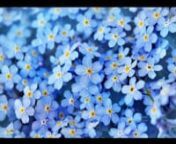 FORGET ME NOT (1964)nFilm scorenMusic by JEROME MOROSSnLyrics by JOE GIORDANOnSung by LEE DOUGHERTYnMusic performed by HARRY WEINSTORCK, violin, HARRY GLICKMAN, violin, HARRY ZARATZIAN, viola, CARL ZIEGLER, cello, PHIL FRADKIN, pianonnCopyright 1990 Susanna Moross TarjannnnFORGET ME NOT is a short film written and produced by JOE GIORDANO. Unfortunately, it was never distributed. The opening theme titled SOMEDAY became the basis for a Moross chamber work, QUINTET FOR PIANO AND STRINGS. nnThe fil