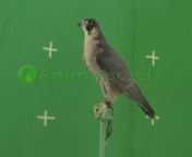 Green screen video of peregrine falcon perching facing left looking around while calling. Green Screen Animal Shot on Red Digital Cinema