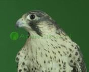 Green screen video of peregrine x saker hybrid falcon&#39;s head close-up looking forward and left while calling. Green Screen Animal Shot on Red Digital Cinema