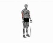 band-close-grip-biceps-curl-fitness-exercise-worko-2023-02-26-12-48-34-utc from worko
