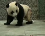 Panda withou Hair on Leg from withou