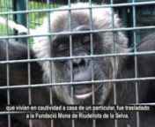 El Pla de l&#39;Estany. 13/06/2011nnEl passat dilluns 13 de juny, Tom, un ximpanzé que formava part d’una “col·lecció” d’animals salvatges que viuen en captivitat a casa d’un particular, va ser traslladat a la Fundació Mona de Riudellots de la Selva.nTom és un mascle d’uns 20 anys d’edat que ha conviscut, des de els anys 90, amb la Koko i la Bea, dues femelles que també havien estat adquirides pel mateix propietari de la “col·lecció”. La Bea provenia, igual que en Tom, d’