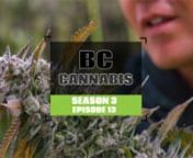 The Intersection of Cannabis Cultivation and Salmon Fishing in Sooke, at BC CannabisnnThe beautiful coastal waters of Sooke, British Columbia, are known for their world-famous salmon fishing. However, there is another thriving industry in the region that is just as fascinating - cannabis cultivation. In this episode, we will explore the intersection of these two industries and take a closer look at the micro-cultivation facility, BC Cannabis Inc., and its legendary grower, Albert Eppinga. We wil