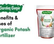 In this video, we are telling you how to use organic potash fertilizer and what are the benefits after using it.nnOrganic potash is an essential nutrient required for growth of the plants. It helps in improving photosynthesis efficiency as it regulates CO2 intake. Also helps improve the quantity and quality of crops and flowers over time. It also improves the color and texture of fruits.nnGarden Genie offers an organic potash fertilizer to address the problem of leaf drop and improve root resist