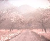 Composición VFX creado en NukeX de un campo de flores del cerezo con el monte Fuji en Japón.