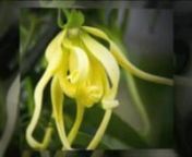 Learn about the health benefits of Ylang Ylang Essential Oil and ways to use it to support physical and emotional health. To learn more about aromatherapy and essential oils visit http://www.kokokahn.com.