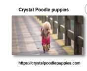 Crystal Poodle Puppies has Teacup Poodle Puppies for sale now! Find &amp; View our adorable Tiny Teacup Poodle puppies today and find your next furry friend! For more info Visit here.https://bit.ly/3viRJtD
