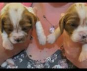 Stunningly cute litter of cavalier king charles spaniel puppies for sale - ukpets from king charles cavalier puppies for sale sydney