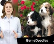 Mini Bernedoodles are a mix of a mini Poodle and a Bernese Mountain Dog. Properly bred Bernedoodles and mini Bernedoodles tend to be loyal and less active than some other doodle breeds, a fluffy companion who loves to be with you.