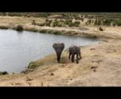 Gefilmt aus dem Hide beim Masuma Dam Camp im Hwange NP in Zimbabwe