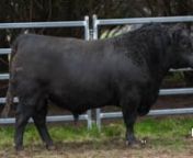 Springhill Angus