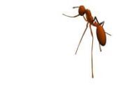 Ant test on Maya using IKS Spline