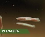 Planarien sind Räuber und im Aquarium nicht gern gesehen. Aber nicht jeder kleine Wurm an der Aquarienscheibe ist gleich eine Planarie. nIn diesem Video erklärt dir die Aquaristik-Expertin Ulli Bauer, woran du die Planarien sicher erkennst. Im zweiten Teil zeigt sie dir, wie du die Schädlinge wieder los wirst.nnnDu möchtest noch mehr zum Thema erfahren? Schau&#39; dir unseren Blog-Eintrag zu Planarien an: n► https://www.garnelen-guemmer.de/blog/schaedlinge/planarien-erkennen-und-bekaempfen?sPa