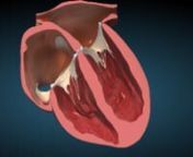 Heart cross sectional anatomynRef:Anatomylearning