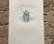 Jessica Albarn - Blue Heart Beetle Iridescent Insect from blue beetle