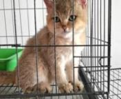 Golden Shaded British Shorthair Kitten (Male) For Sale 1 from sale male
