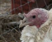 Filmed at LTD Farm where the farmers invited the consumers to help butcher their turkeys and learn about the process.It&#39;s very touching, but also a little graphic (you have been warned).An example of people really giving thanks for their turkey.