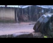 This is a recording of the Gorum wedding song (or biba git, biba kunkun) accompanied by some scene from a Gorum village in the rain season. nnThe Gorum are an adivasi group that lives in the Indian states Orissa and Andhra Pradesh.nnThe song is in Gorum, an endangered language that belongs to the Munda language family. In a few years, we won&#39;t be able to hear Gorum anymore and it will be lost. This is the only known recording of this song or a song in Gorum in general. In all likelihood it was a