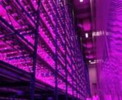 Illumitex provided 100% of the LED lighting in this vertical farm.The installation utilized Eclipse light fixtures with F1 spectrum Surexi LEDs.The Eclipse fixtures are IP66 rated, and deliver a custom spectrum from a single LED package.This video features both the germination room and the larger grow room.